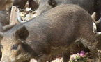 L'Égypte annonce l'abattage de tous les porcs du pays