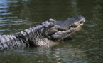 Un pasteur qui voulait montrer comment Jésus marchait sur l'eau s'est fait dévorer par trois crocodiles