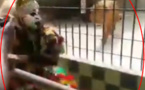 Vidéo - Insolite: Le Lion et le "Faux Lion" qui est le Vrai lion à mourir de rire...Regardez