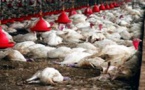 Elevage: la maladie qui est en train de ravager les volailles à Ditinn, est une peste aviaire (officiel)