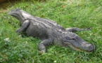 Ils ont eu la peur de leur vie en découvrant un alligator dans leur piscine (vidéo)
