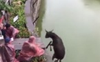 Images d'horreur au zoo: un âne jeté vivant dans l'enclos des tigres (vidéo choc)