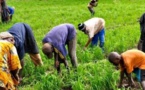 Financement: L’agriculture a reçu 156,6 milliards de FCfa en 2016