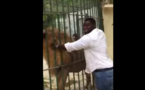 Vidéo – Eumeu Sène au parc de Hann. Quand un "Lion" en caresse un autre – Regardez