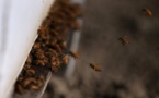 Incroyable mais vrai: Un voleur de voiture arrêté par des abeilles