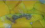Miracle à Pout: une mangue avec l'inscription "Mouhamadou" en arabe