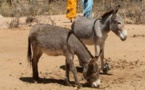 Tchad: des trafiquants de viande d'âne arrêtés