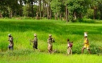 Bataille rangée entre riziculteurs à Kolda : Plusieurs blessés graves, 21 personnes écrouées