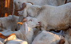 Tabaski 2009 : Plus de 670 000 moutons attendus au Sénégal (officiel)