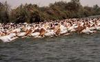 Le royaume des oiseaux se trouve au Sénégal