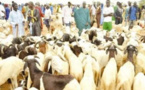 Kahone : Un camion fou tue un éleveur et ses moutons
