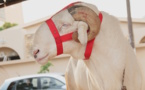 VIDEO- Le Ladoume, une race de moutons qui vaut son pesant d'or  (Reportage) 