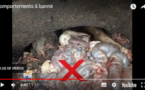 Gestion des Réseaux d’assainissement : les comportements à bannir (vidéo)
