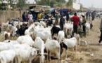 Surplus de moutons : près de 40 mille têtes invendues