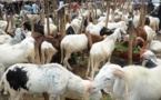 Mévente de moutons – Des vendeurs pleurent sur leur sort