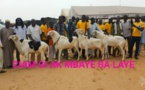 Cérémonie de remise de géniteurs Ladoum aux éleveurs de Diourbel,  Bambey et Gueoul par le Réseau National des Eleveurs du Sénégal (RENADES) 