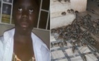 Nigéria: pour se venger de sa patronne, une jeune fille utilise des rats morts pour préparer son repas (vidéo)