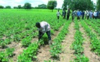 Oumar Sané, Dg de l’Agriculture : « Les pluies de fin de l’hivernage sont bénéfiques aux cultures »