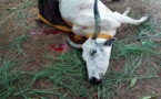 Togo : une vache assassinée par des militaires, devient un symbole de la contestation