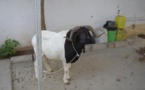 Kolda: Il écope 2 ans ferme, pour avoir volé un … mouton