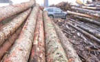 Coupe illégale de bois à Kolda : Les gardes forestiers saisissent 17 charrettes, 18 ânes et 24 billons de vène