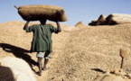 Campagne agricole 2017-2018: Vers le maintien du prix de l'arachide à 210 F Cfa