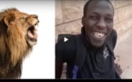 Patin et son rendez-vous avec les lions du Parc de Hann... A mourir de rire
