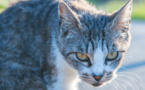 Japon : Un chat soupçonné de tentative de meurtre