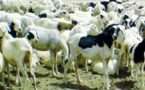 Vol de bétail : Des députés militent pour  un durcissement des peines