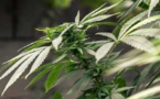 Usa: La consommation du "Yamba" est désormais légale en Californie