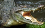 Zimbabwe: un touriste tué par des crocodiles dans le parc national