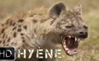 Une hyène hante le sommeil des habitants de Thiawlène, à Rufisque
