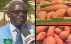 Les différentes variétés de manioc au Sénégal: Suivez les explications !