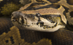 Confidence: "J’ai épousé une femme riche qui se transforme en serpent la nuit"