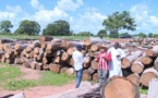 VIDEO - Coupe de bois en Casamance: un film pour tout comprendre sur cette pratique