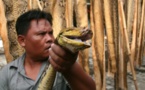 Indonésie:  Des crocodiles et des pythons vendus sur les réseaux sociaux