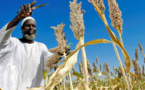 Innovation : l'agritech pour bouleverser l'agriculture africaine