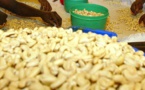 Crise de la noix de cajou en Guinée-Bissau: le Sénégal à la rescousse