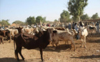 Vol : des assaillants emportent 24 bœufs en Guinée-Bissau