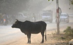 Inde: le lynchage d'un musulman convoyant des vaches fait scandale