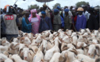 Tabaski : le Directeur de l’Elevage évalue les besoins à 750 000 moutons