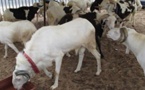 80 moutons de la mutuelle de la Gendarmerie volés