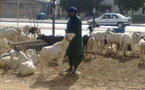 Reportage-Tabaski : Les vendeurs de moutons plus préoccupés par la cherté du prix du transport que par la TVA levée de 18%