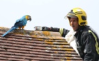 Quand un perroquet coincé sur un toit depuis trois jours dit au pompier qui essaye de le sauver, "d'aller se faire foutre"
