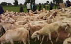 Kolda : 200 bêtes mortes et 3000 autres affectées