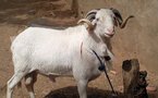 TABASKI 2010 : la fête prévue le 17 novembre au Senegal , Le ministre de l’Elevage va renforcer la sécurité dans les foirails •
