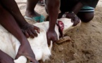 Tabaski: Précautions à prendre avant et après le sacrifice du mouton…