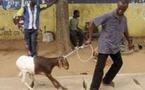 CELEBRATION DE LA FÊTE DE TABASKI : Quand on s'endette pour acheter un mouton