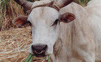 Tabaski – Mbour: pénurie de moutons: Ils se cotisent pour acheter des boeufs