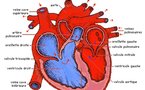 Prise en charge des maladies cardiovasculaires : Le Sénégal sera doté d’une salle d’angiographie en 2011